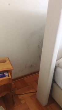 Experto en eliminación de moho
