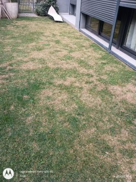 Lawncare