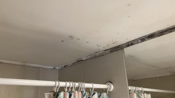 Mold Removal Expert - Domestic Services