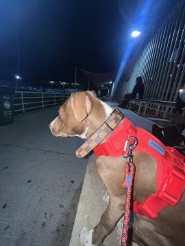 Hotel para Cães