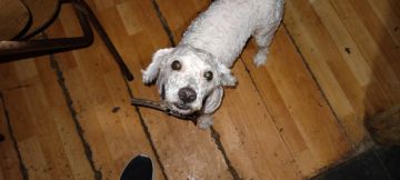Guardería para perros