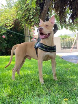 Hospedaje de perros