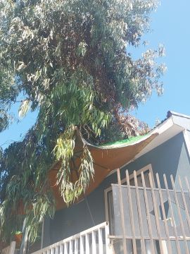 Poda y mantenimiento de árboles