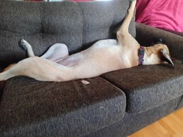 Creche para Cães