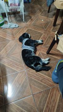 Creche para Cães