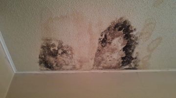 Mold Removal Expert