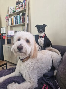 Hotel para Cães