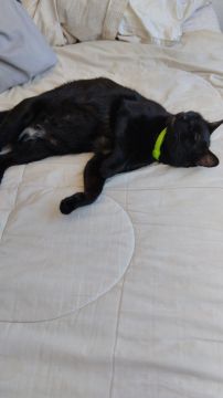 Hotel for Cats
