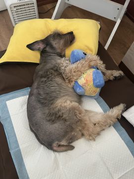 Guardería para perros - Hospedaje y guarderías de mascotas