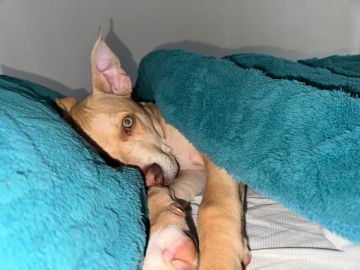 Hospedaje y guarderías de mascotas