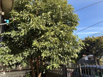 Tree Trimming and Maintenance