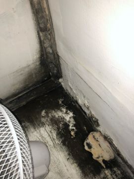 Experto en eliminación de moho