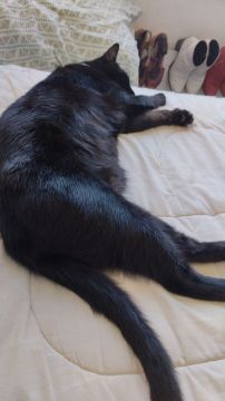 Hotel for Cats