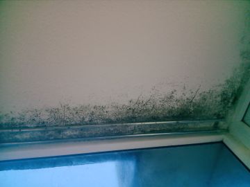 Mold Removal Expert
