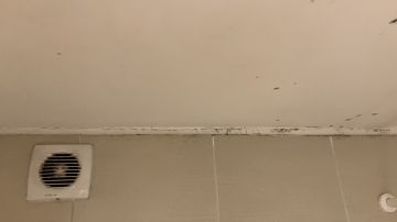 Mold Removal Expert