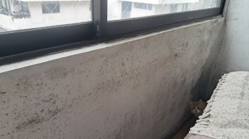 Inspeção e Remoção de Bolor - Limpeza