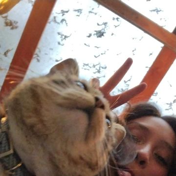 Romina Sánchez C - Valdivia - Cuidar tus gatos