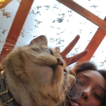 Romina Sánchez C - Valdivia - Cuidar tus gatos