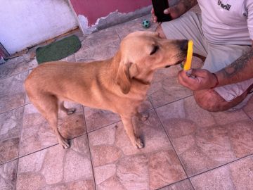 Dog Hotel