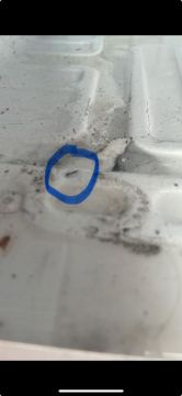 Reparador de refrigeradores
