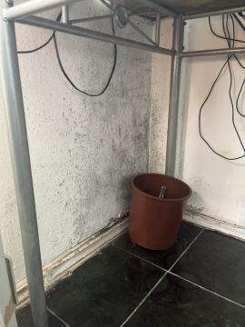 Mold Removal Expert