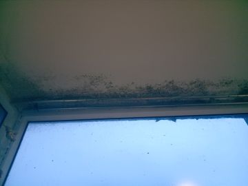 Mold Inspection and Removal