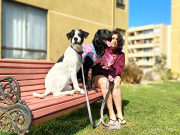 Dog Hotel