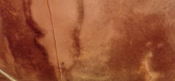 Mold Removal Expert