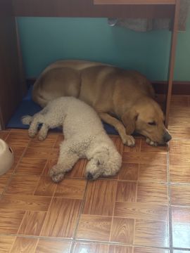 Dog Hotel