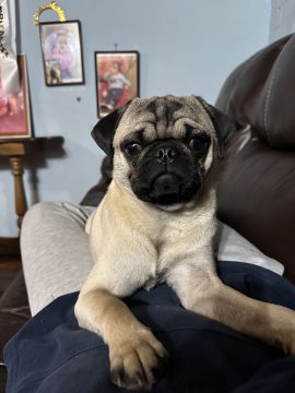 Guardería para perros