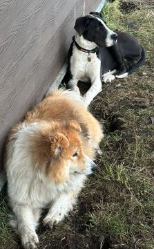 Hospedaje de perros