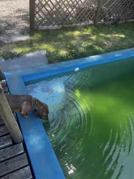 Swimming Pool Cleaning or Maintenance