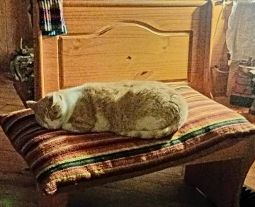Hotel for Cats