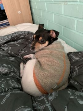 Hospedaje y guarderías de mascotas
