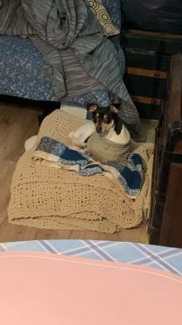 Hospedaje de perros