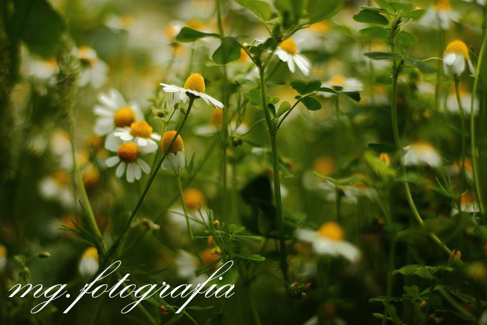 Mario Garay - Melipilla - Photography