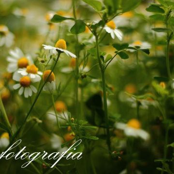 Mario Garay - Melipilla - Photography