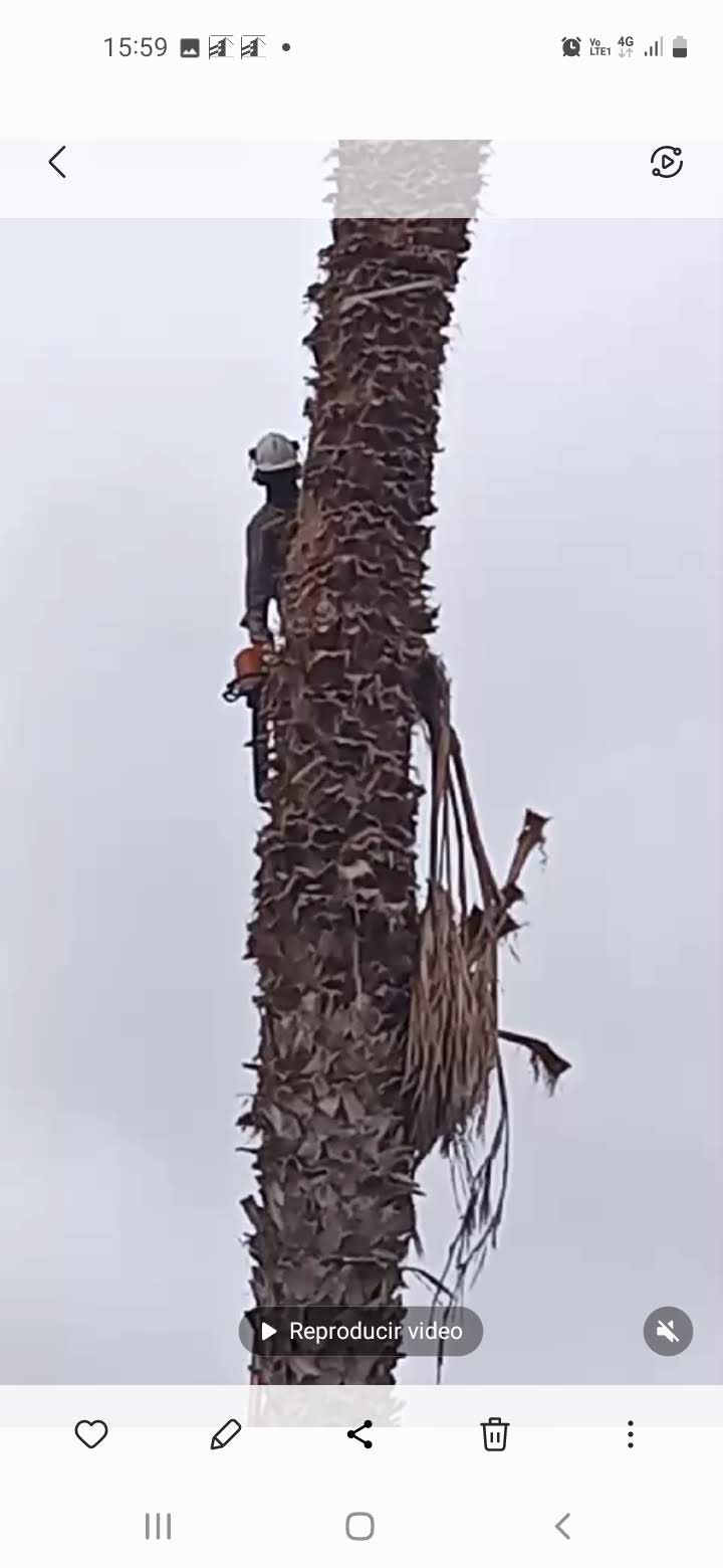 Rafael millar Marañao - Arica - Seeding