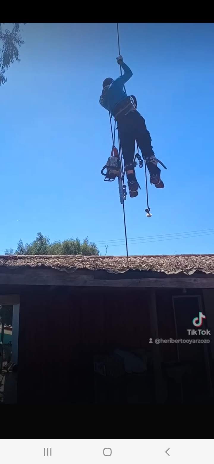 Rafael millar Marañao - Arica - Tree Trimming and Maintenance