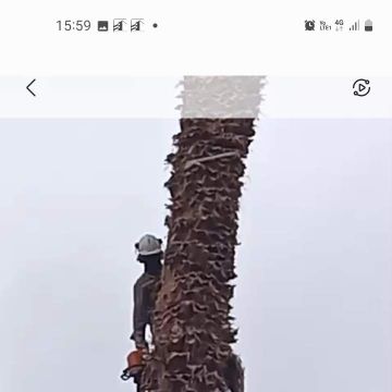 Rafael millar Marañao - Arica - Seeding