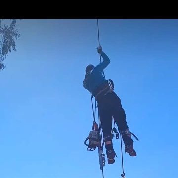 Rafael millar Marañao - Arica - Tree Trimming and Maintenance