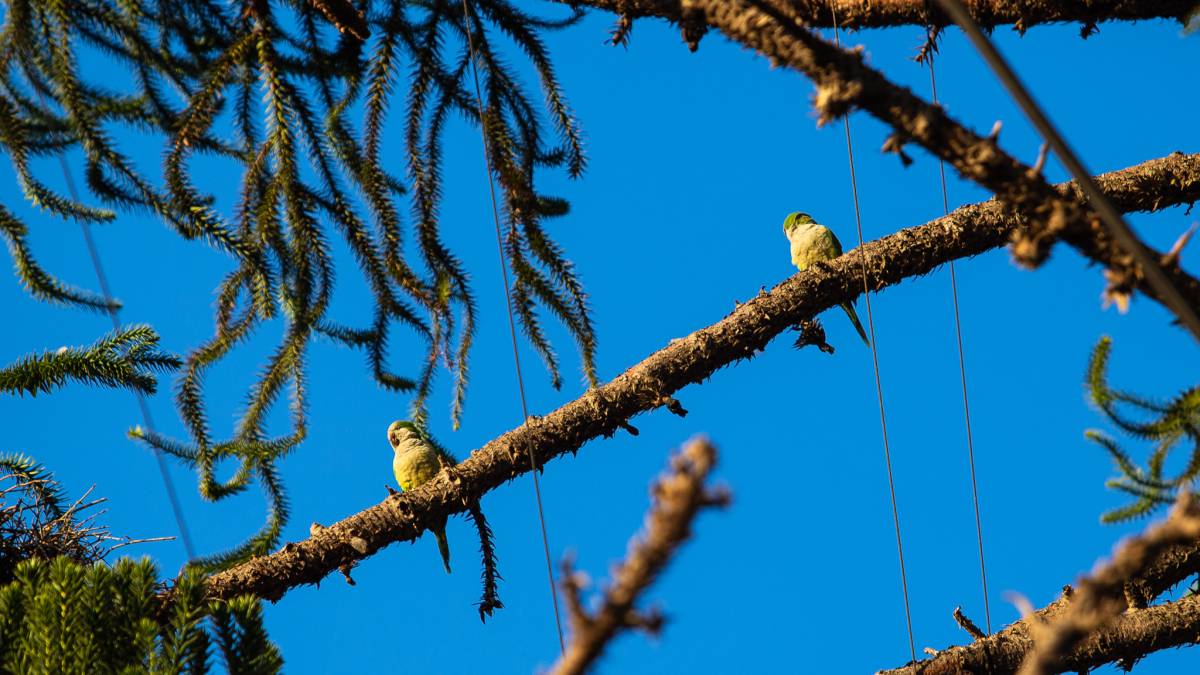 Catalina Heckmann - Santiago - Servicios de transferencia de vídeos