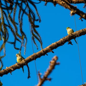 Catalina Heckmann - Santiago - Servicios de transferencia de vídeos
