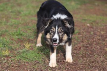 Dog Hotel - Pet Boarding and Daycare