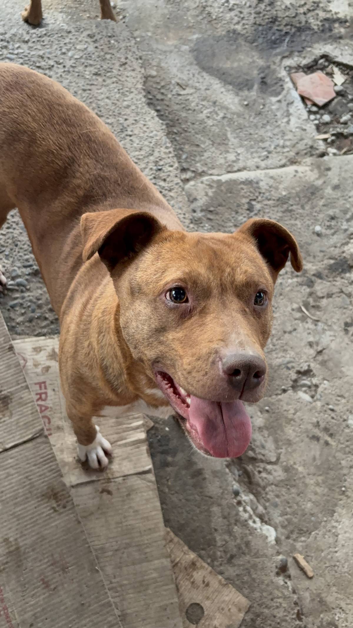 Perrycat - Osorno - Paseador de perros