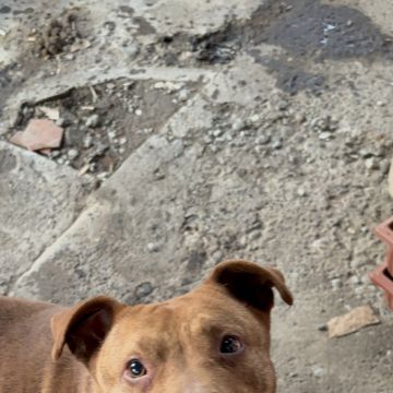 Perrycat - Osorno - Cuidar tus perros