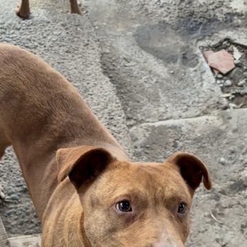 Perrycat - Osorno - Paseador de perros