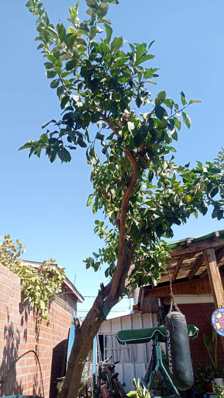 Arboleda Servicios Santiago - Santiago - Shrub Removal