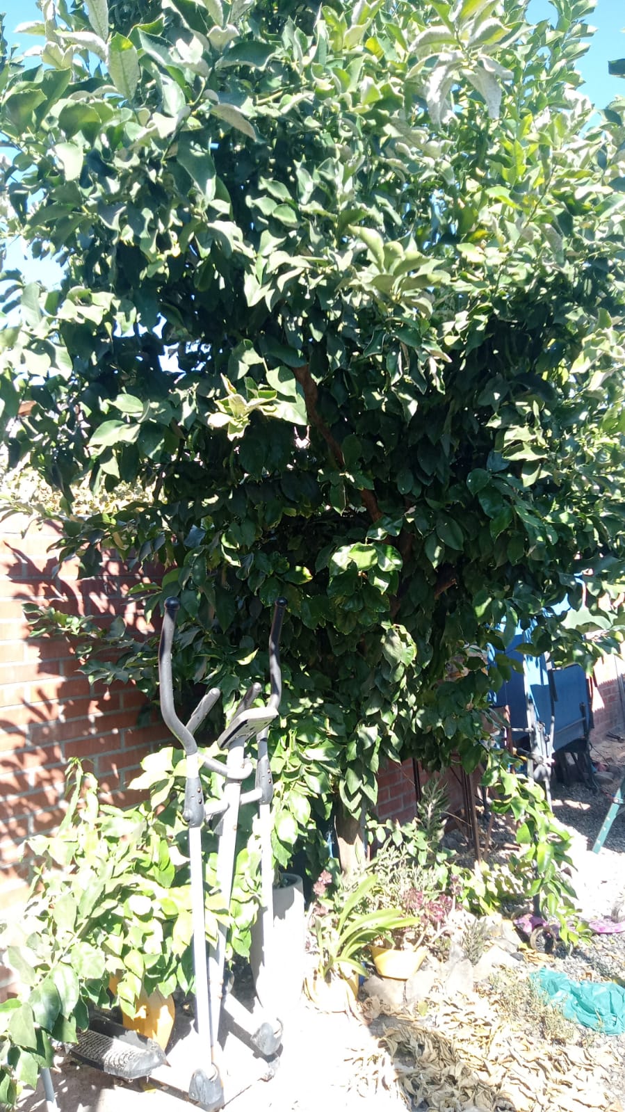 Arboleda Servicios Santiago - Santiago - Tree Stump Grinding and Removal