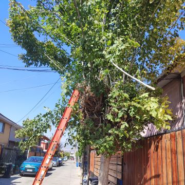Arboleda Servicios Santiago - Santiago - Multi Service Lawn Care